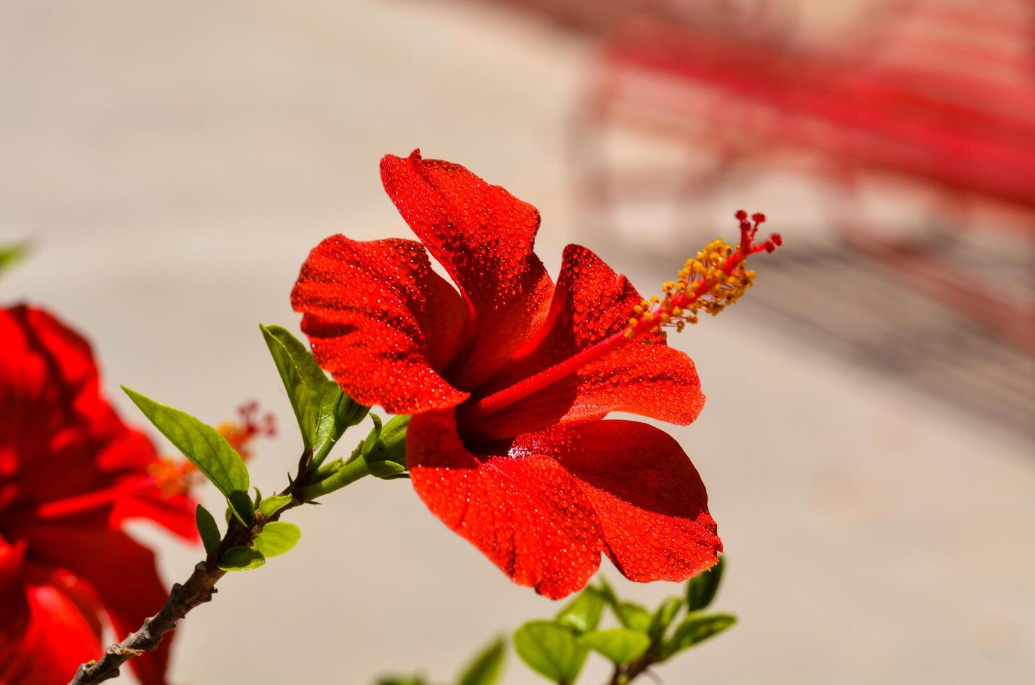 Red hibiscus flower summer time photo