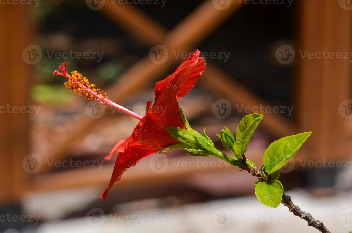 Close-Up of a Vibrant Red Hibiscus Flower, Highlighting Its Intricate Petal Texture and Brilliant Color Against a Soft Background photo