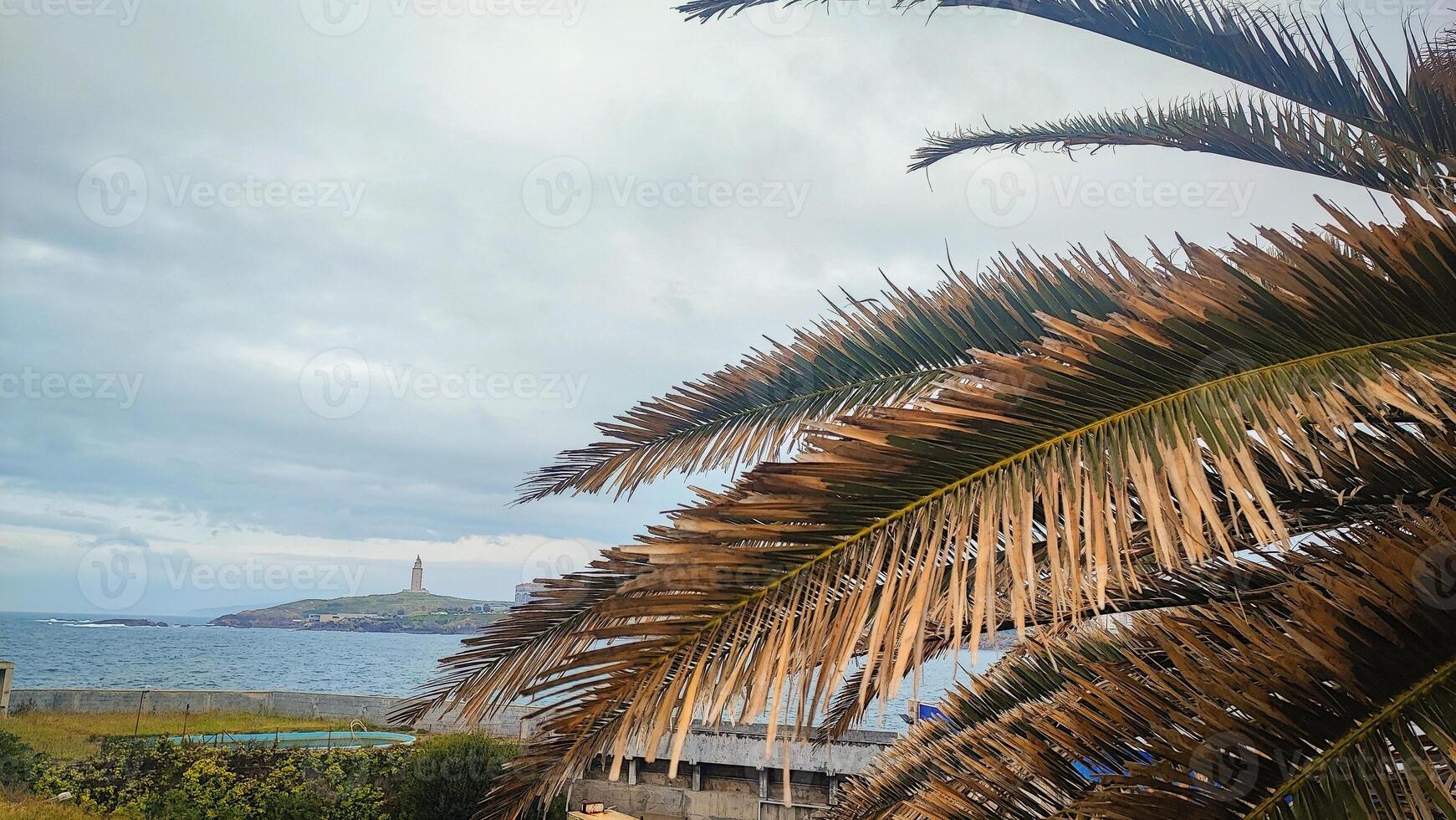 close-up of palm tree branch in cloudy weather against the backdrop of the coast in La Coruna city in Spain. The coast of La Coruna in Spain in bad weather, view of the oldest lighthouse in Europe photo