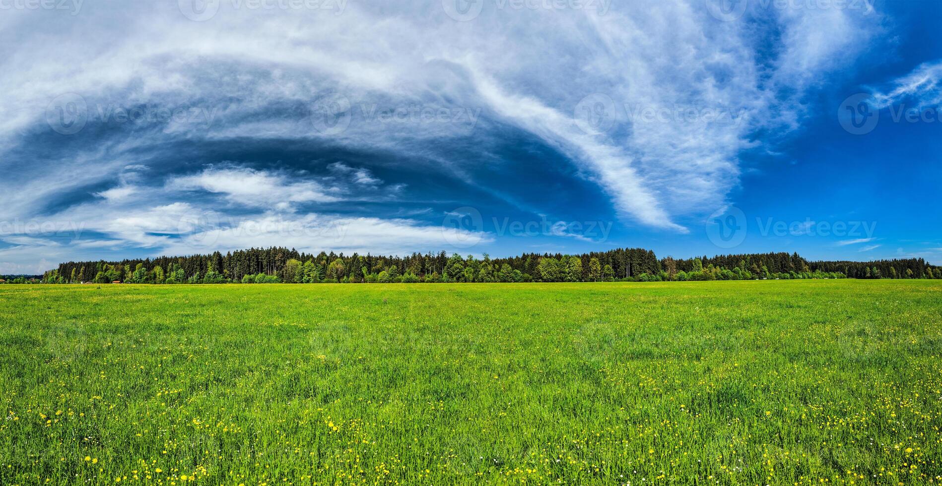 Summer meadow with green grass photo