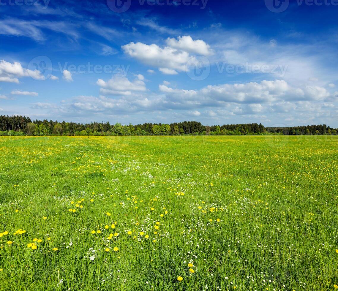 Summer meadow with green grass photo