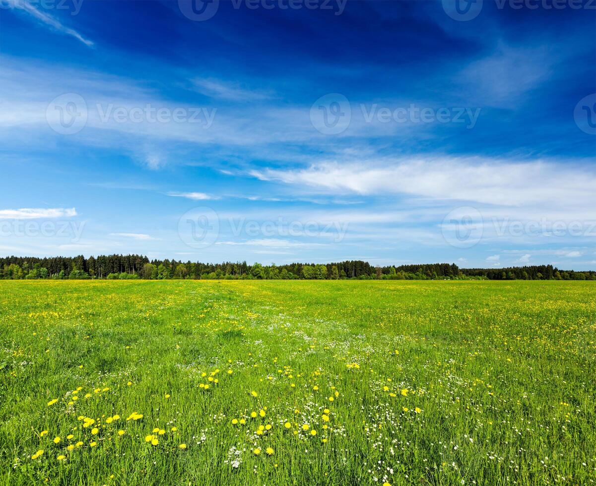 Summer meadow with green grass photo