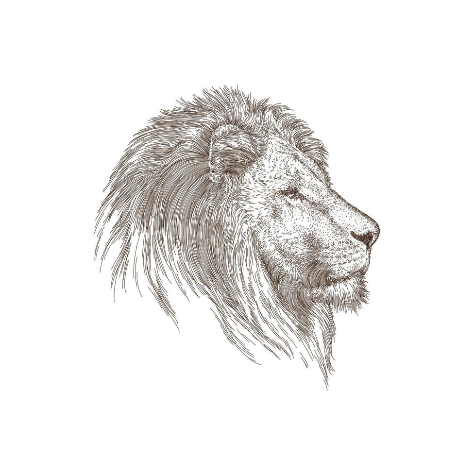 Lion Head Illustration vector