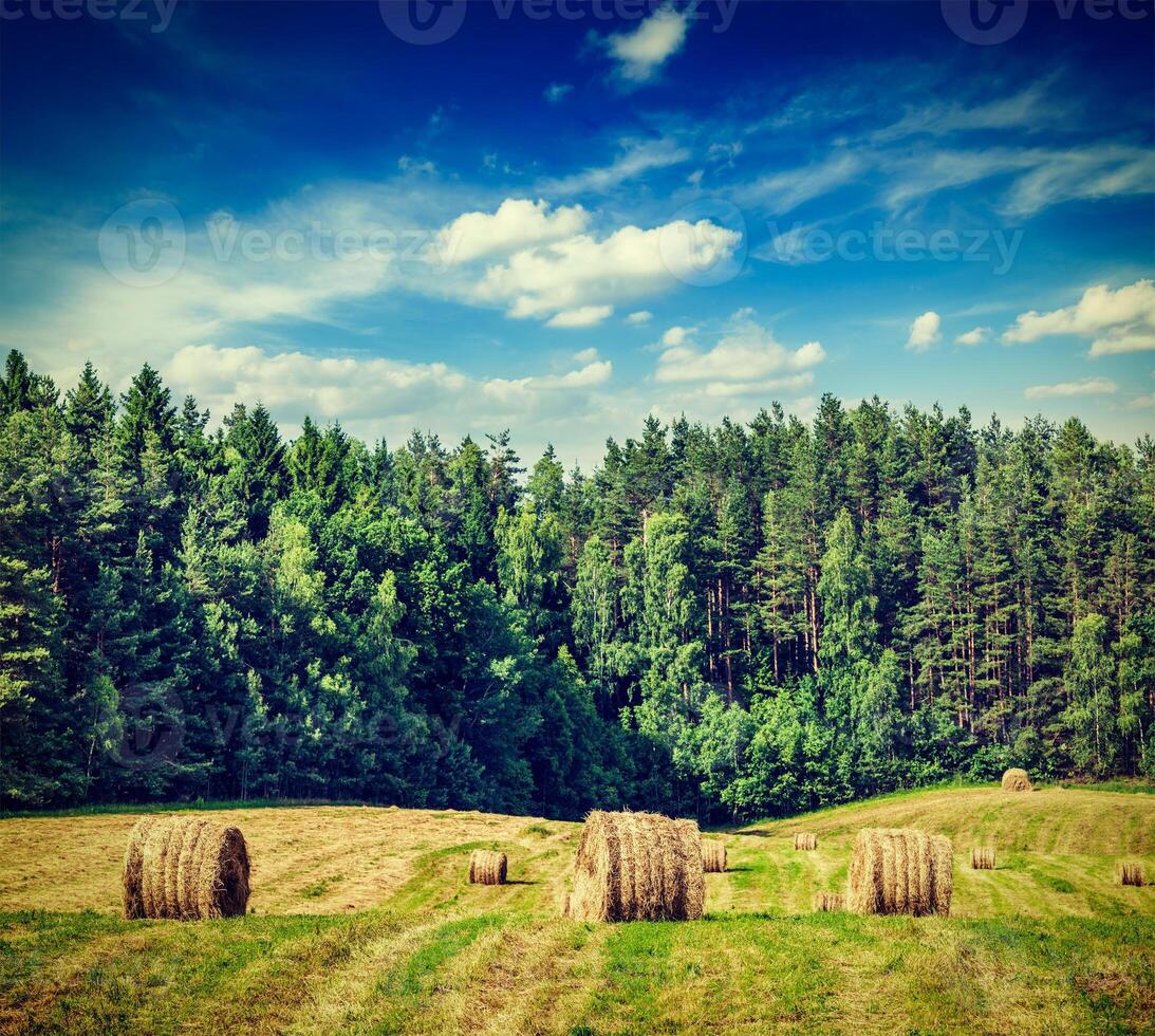 Hay bales on field photo
