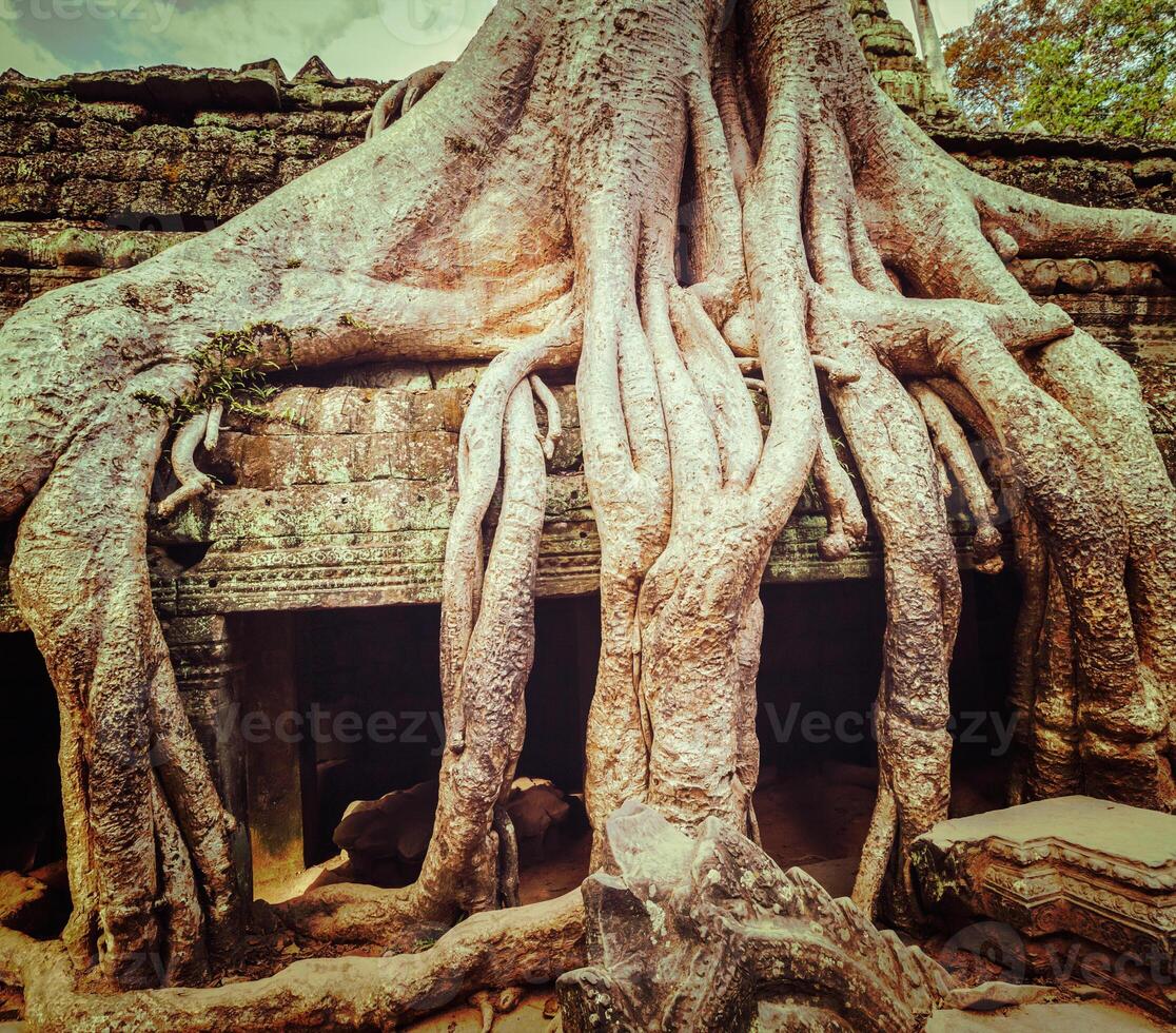 Ancient ruins and tree roots, Ta Prohm temple, Angkor, Cambodia photo