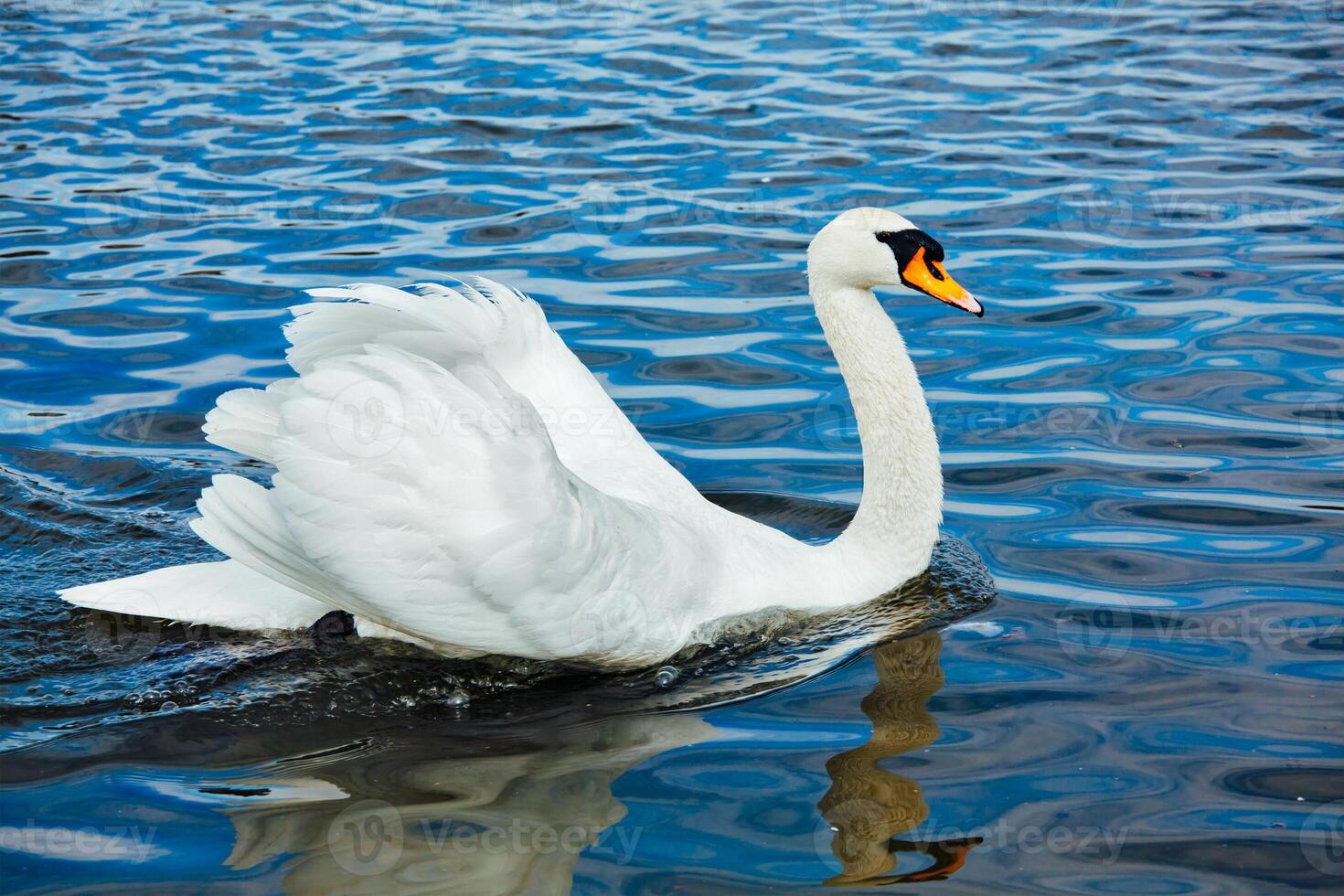 Mute Swan Cygnus olor in lake photo