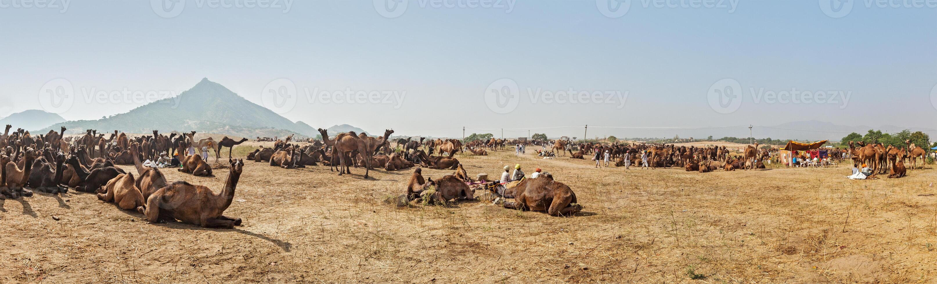 Camels at Pushkar Mela Pushkar Camel Fair , India photo