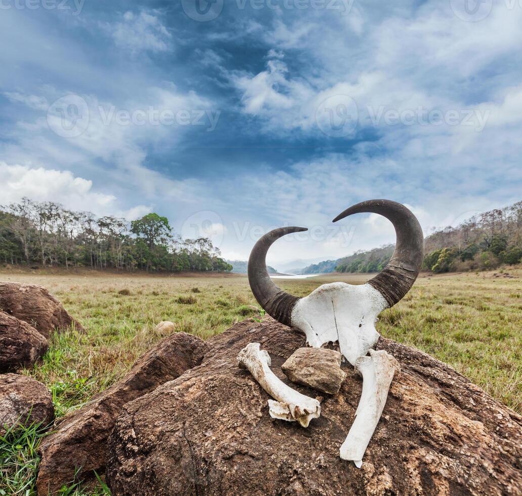 Gaur Indian bison skull with horns and bones photo