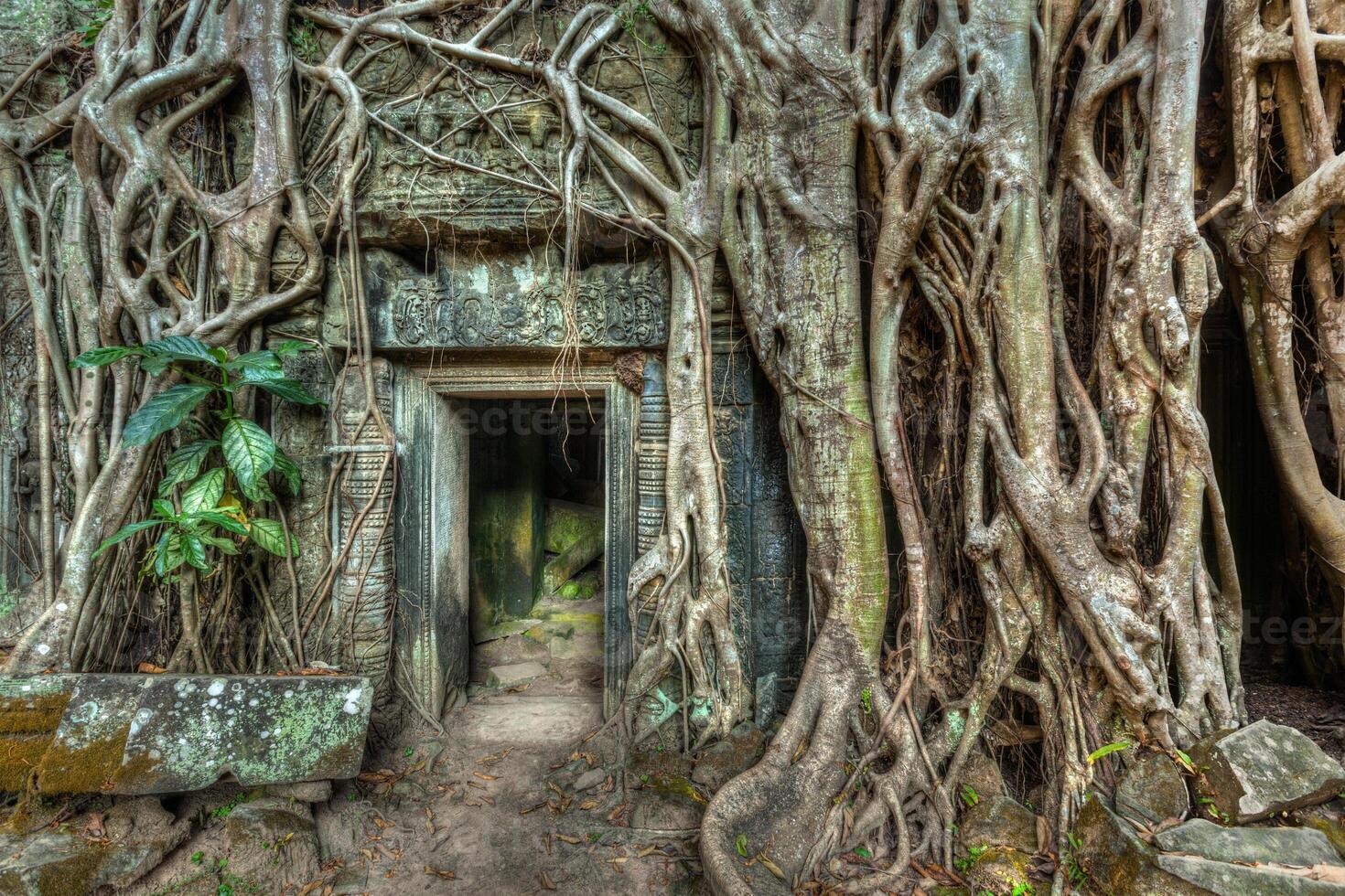 Ancient stone door and tree roots, Ta Prohm temple, Angkor, Camb photo