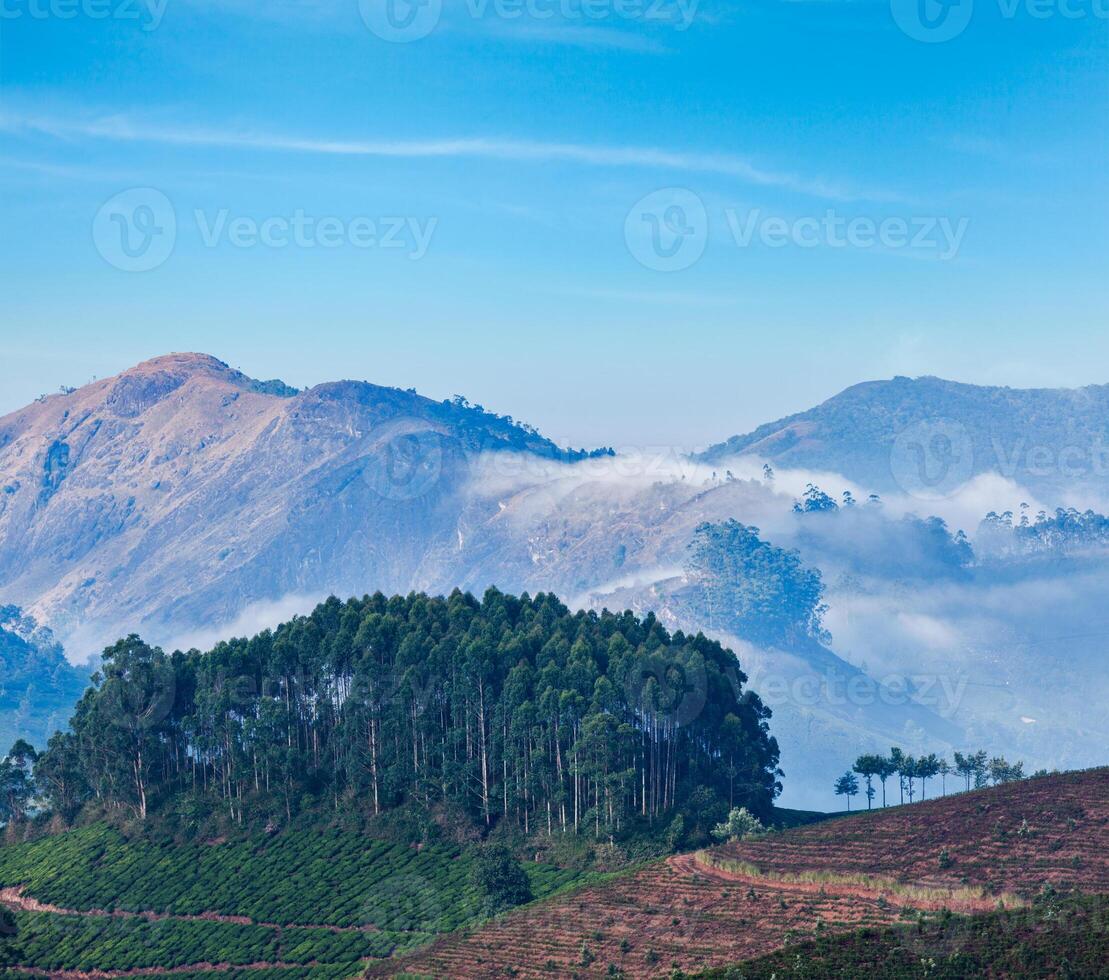 Green tea plantations in Munnar, Kerala, India photo