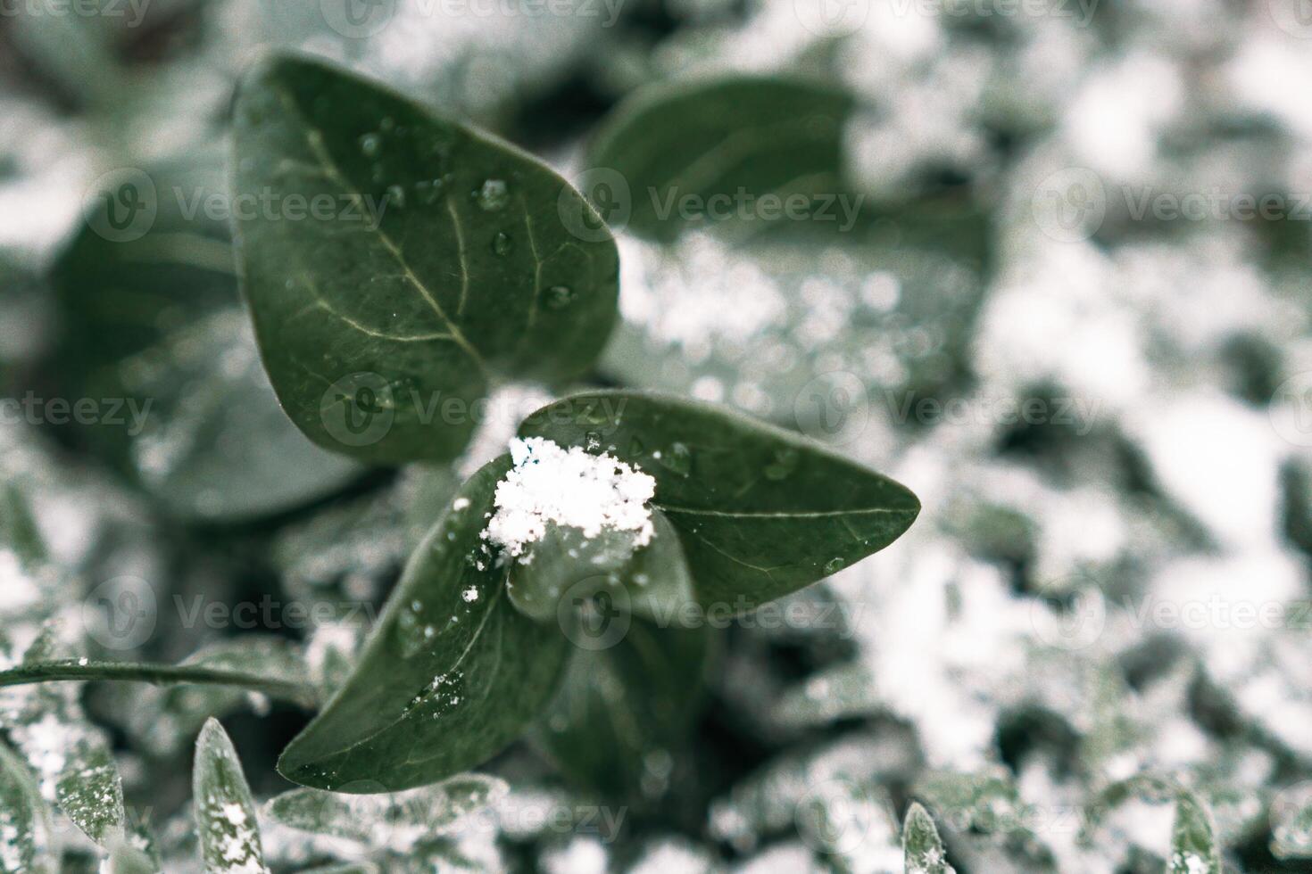 Selective focus. First snow on a frozen field plants, late autumn close-up. Beautiful abstract frozen microcosmos pattern. Freezing weather frost action in nature. Floral backdrop. photo