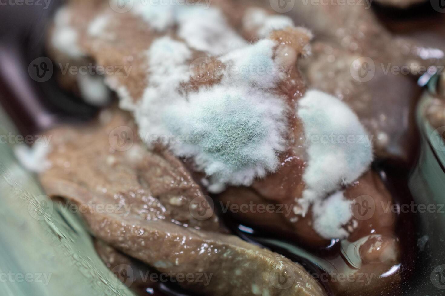 Close up of molds occur on raw pig liver. Moldy food has an undesirable taste and texture and may have green or white fuzzy spots. photo