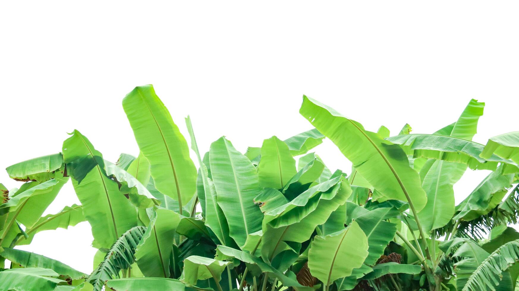 Cut out of banana tree and leaves with clipping path on white background. photo