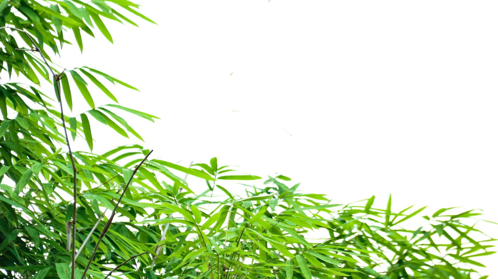 A cut-out of bamboo top leaves on a white background with clipping paths. photo