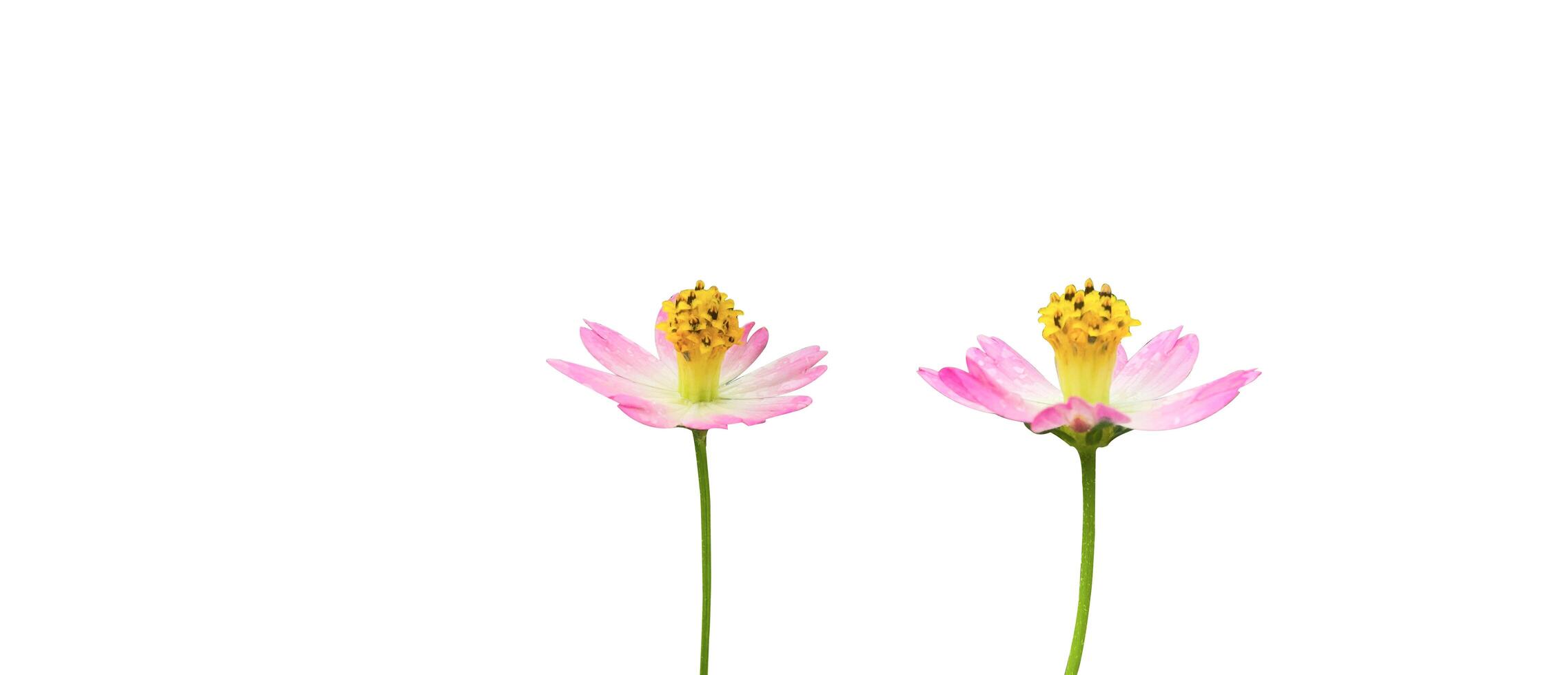 Cut out of Cosmos with clipping path on white background photo