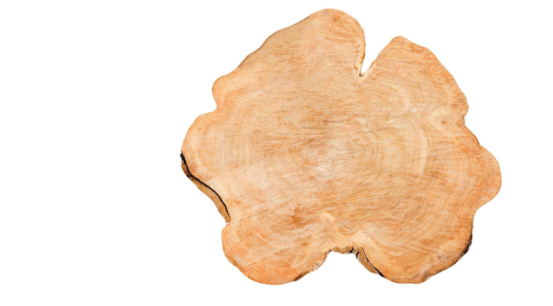 Cut-out image of a cross-section of a log on a white background with clipping paths. photo
