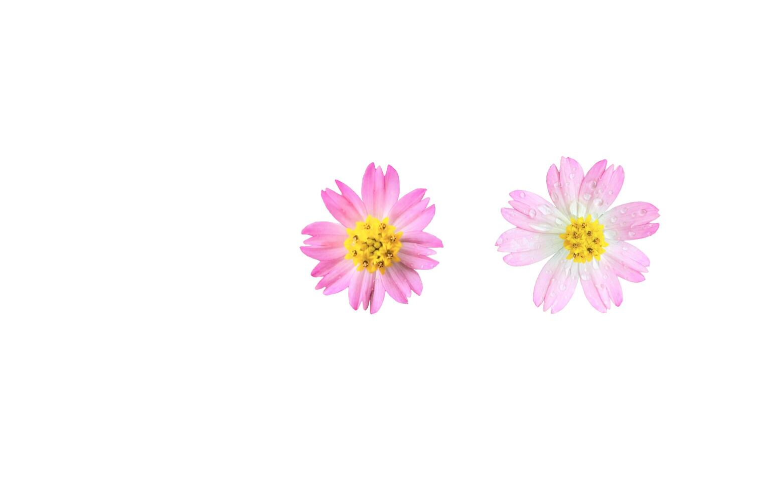 Cut out of Cosmos with clipping path on white background photo