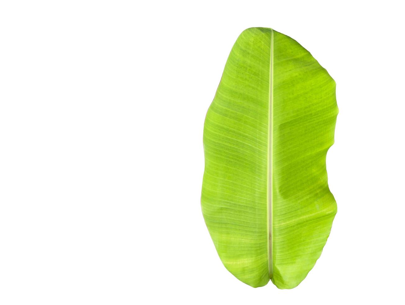 Cut out of banana leaf with clipping path on white background. photo