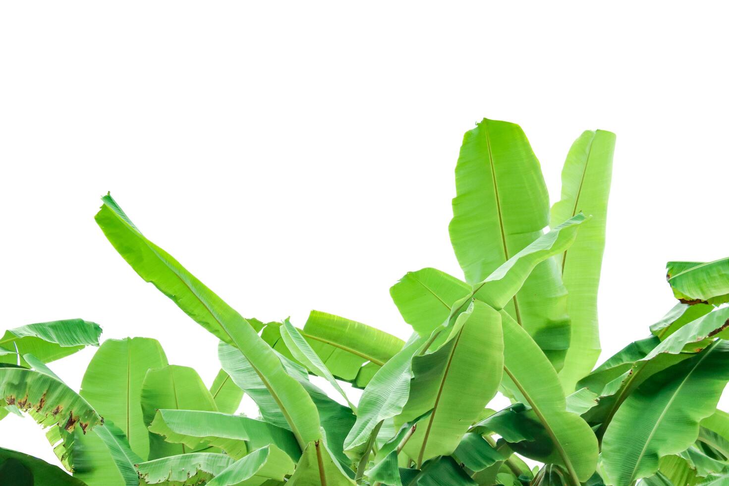 Cut out of banana tree and leaves with clipping path on white background. photo