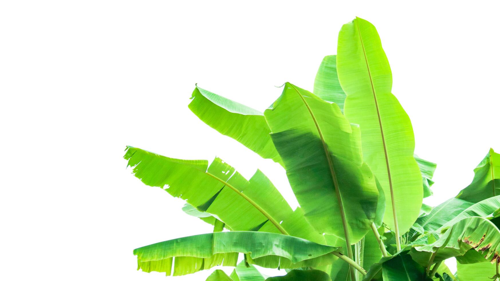 Cut out of banana tree and leaves with clipping path on white background. photo