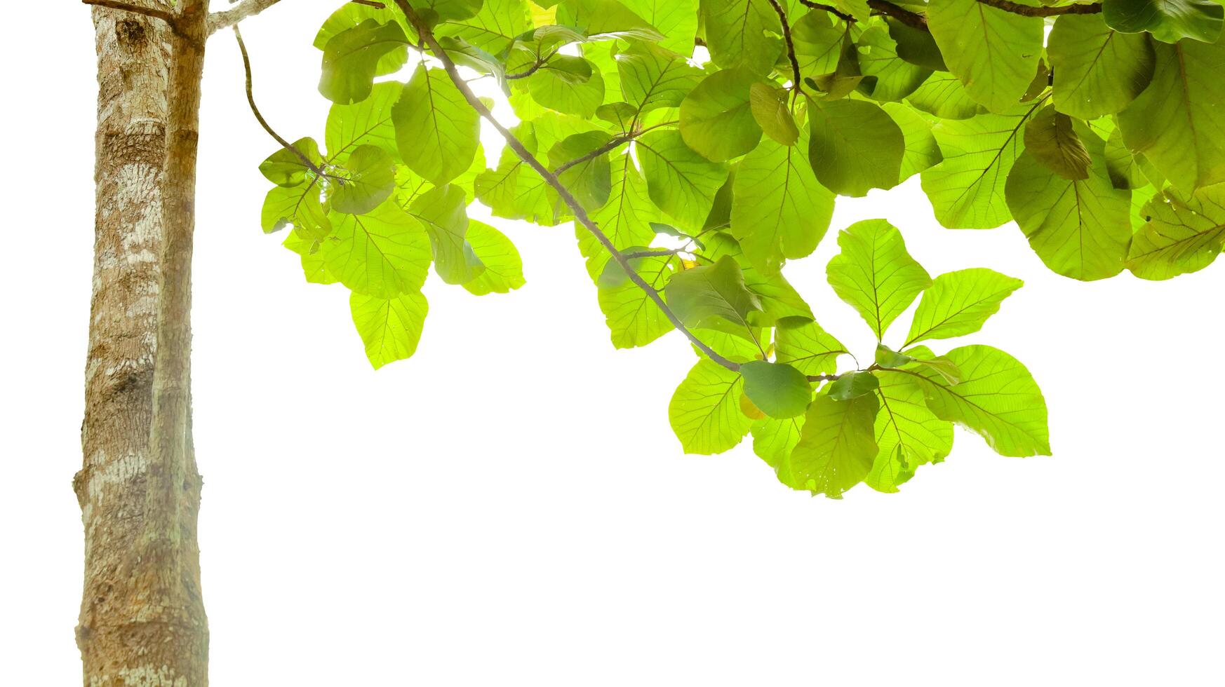 A cut-out of a teak tree on a white background with clipping paths. photo
