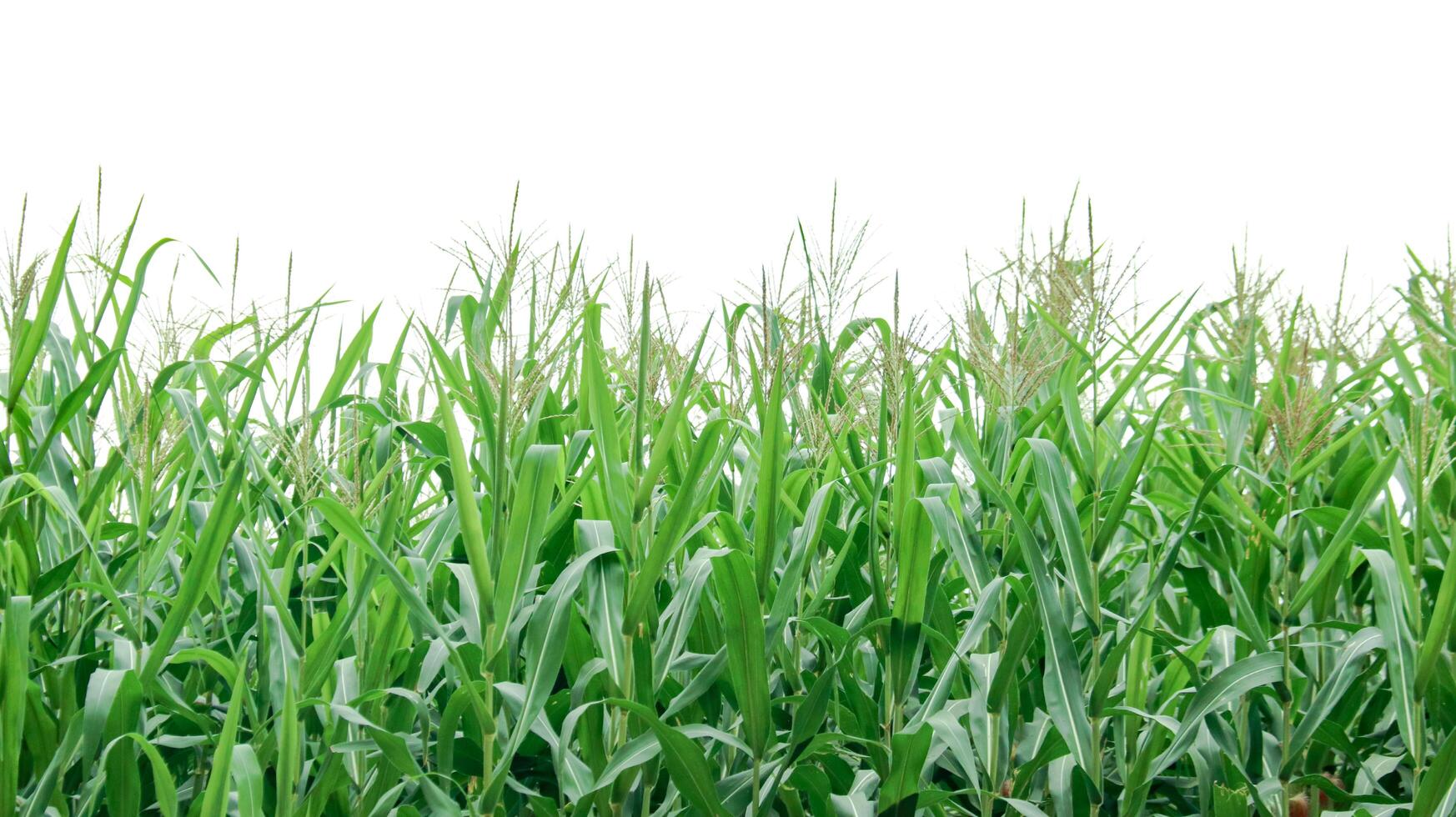 Image of a corn plant with detailed clipping paths on a white background. photo