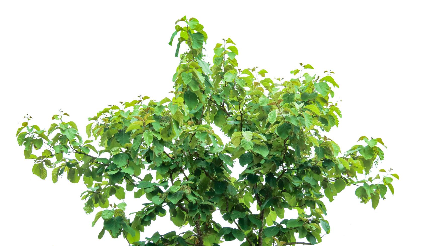 A cut-out of a teak tree on a white background with clipping paths. photo