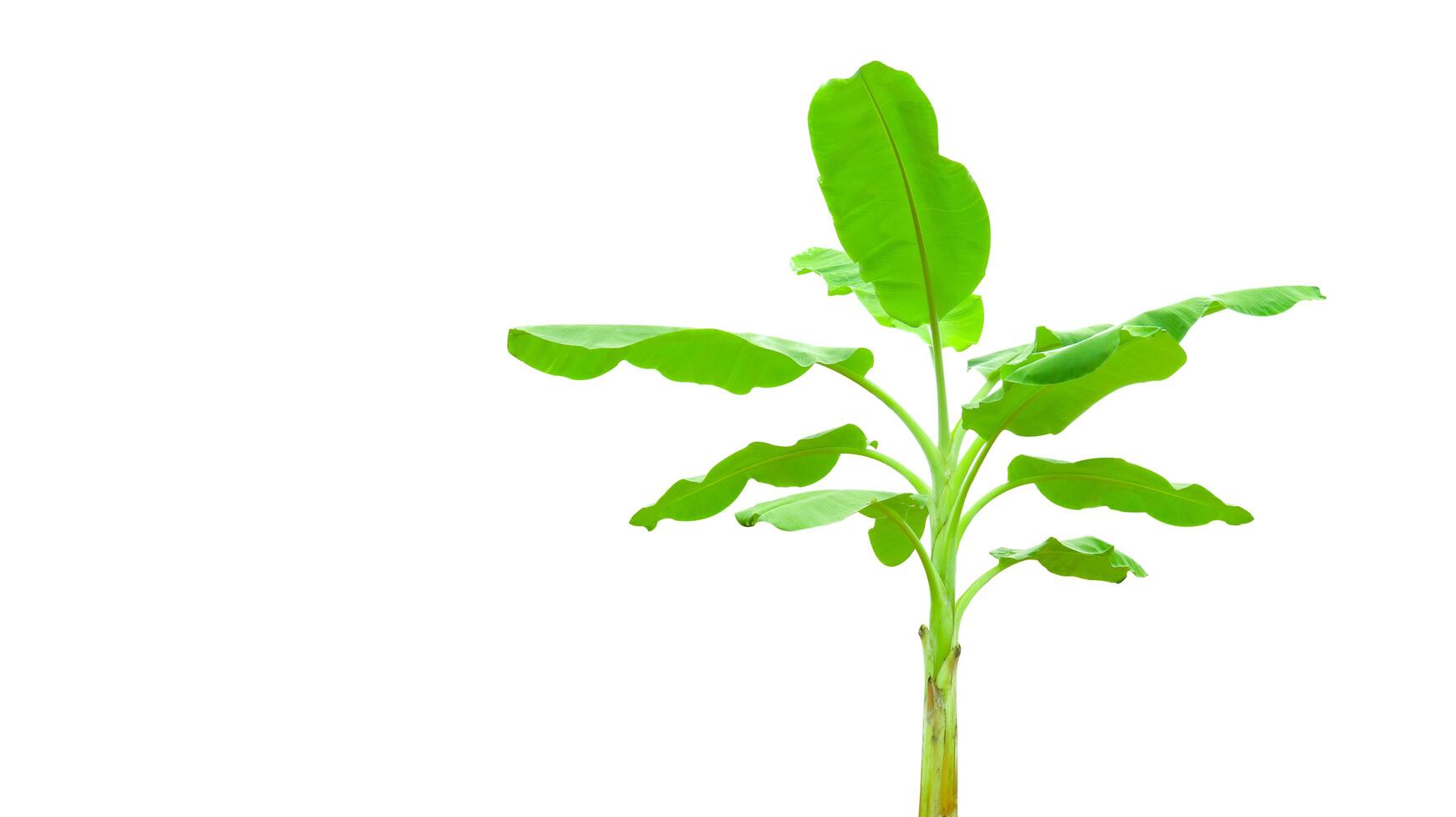 Cut out of banana tree and leaves with clipping path on white background. photo