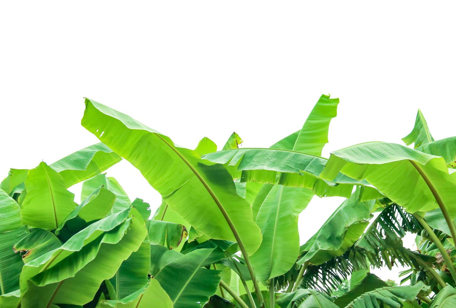 Cut out of banana tree and leaves with clipping path on white background. photo