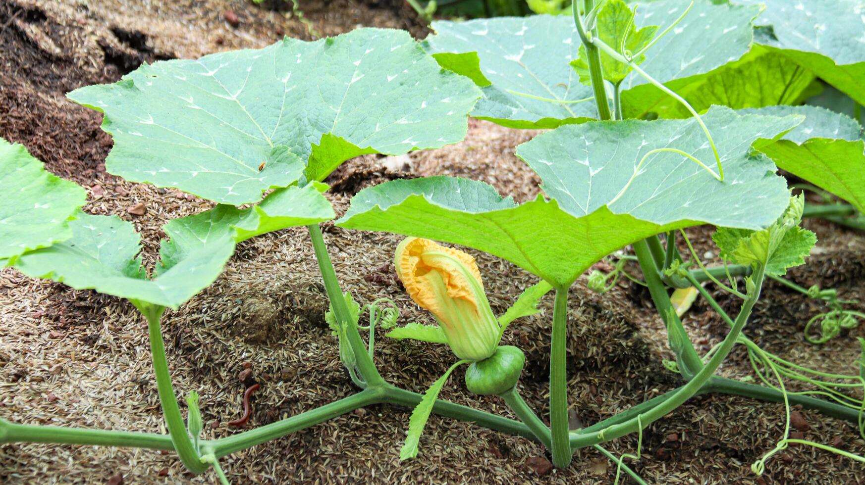 Image of a young pumpkin with green leaves, showcasing the fresh, vibrant nature of the plant. photo
