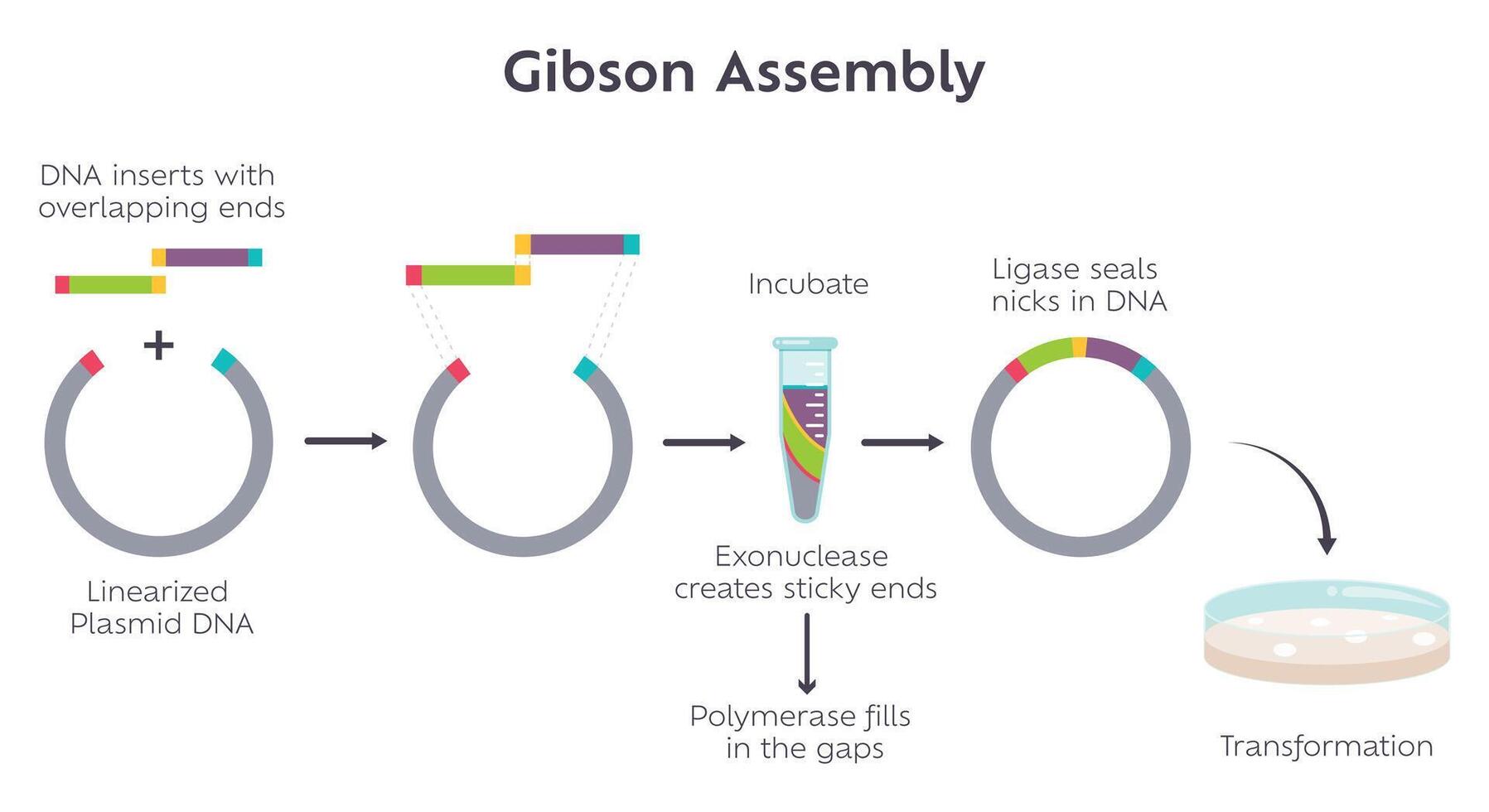 Gibson Assembly molecular cloning method diagram vector