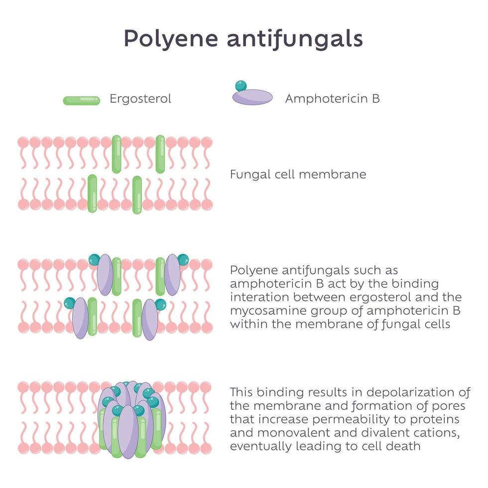 Polyene Antifungal mode of action illustration graphic vector