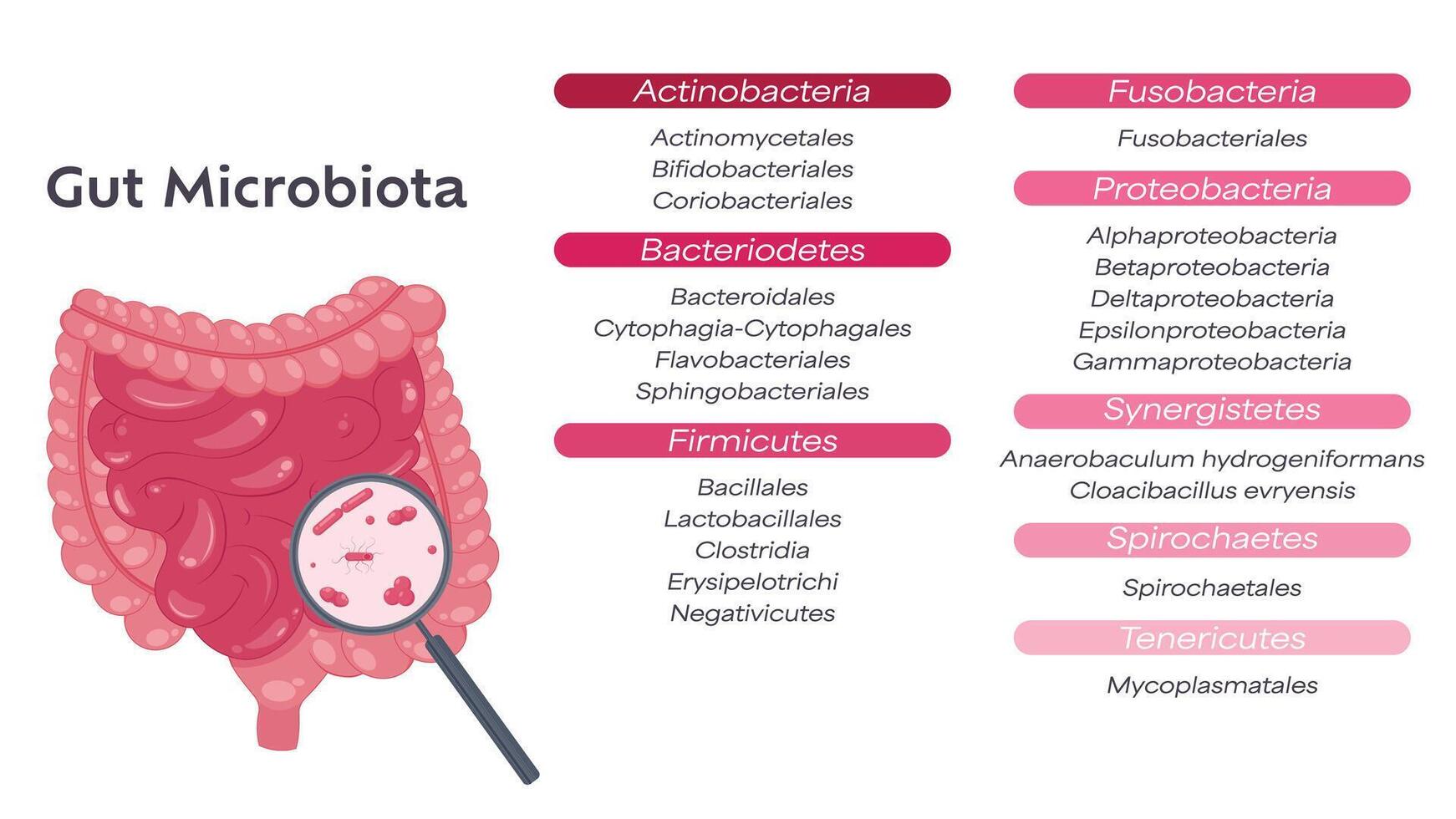 Gastrointestinal tract microbiome illustration graphic vector