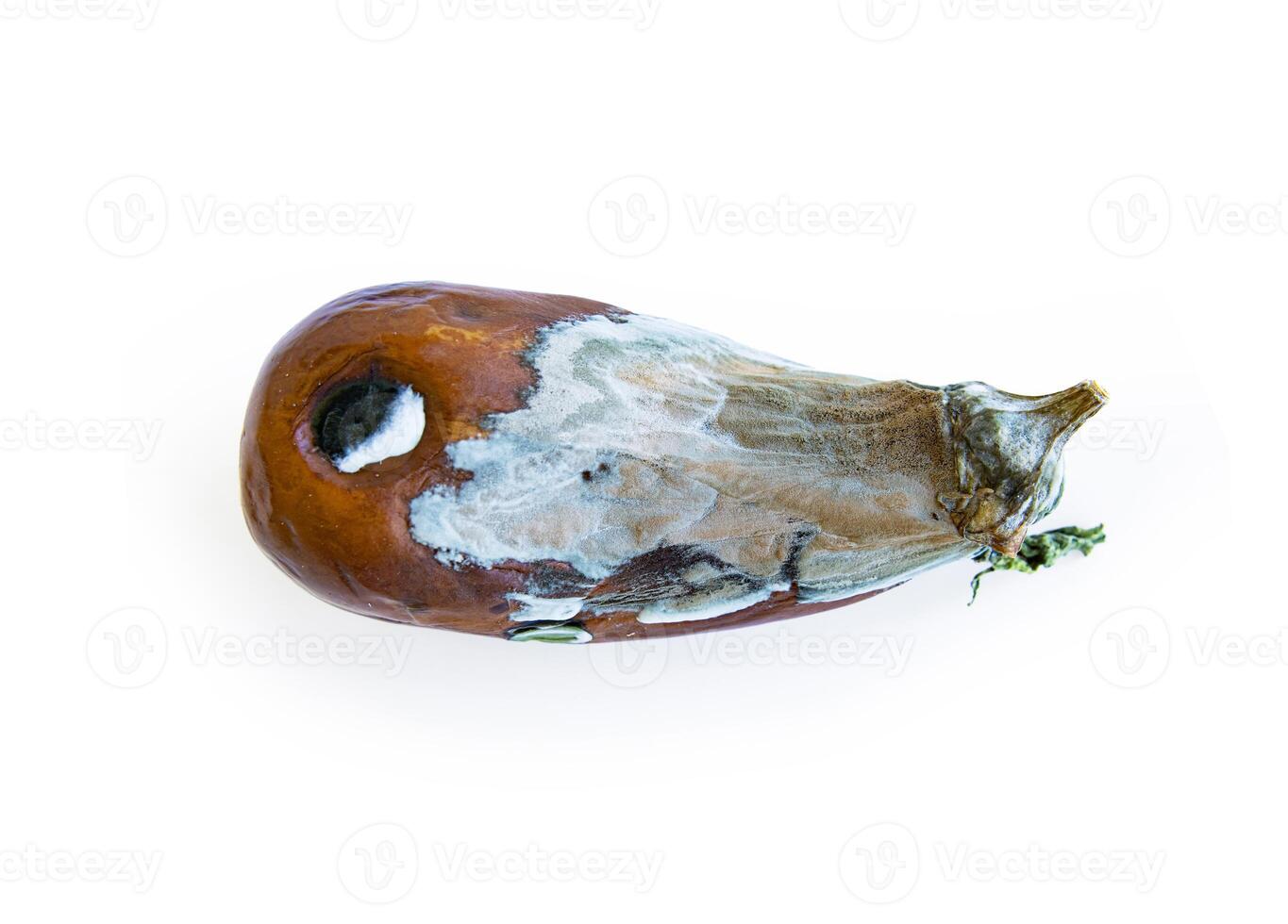Close-up view of a moldy spoiled eggplant, with effects of decay and fungal growth. The vegetable skin is discolored and covered in white mold. Isolated on white background. Copy space. Includes path photo