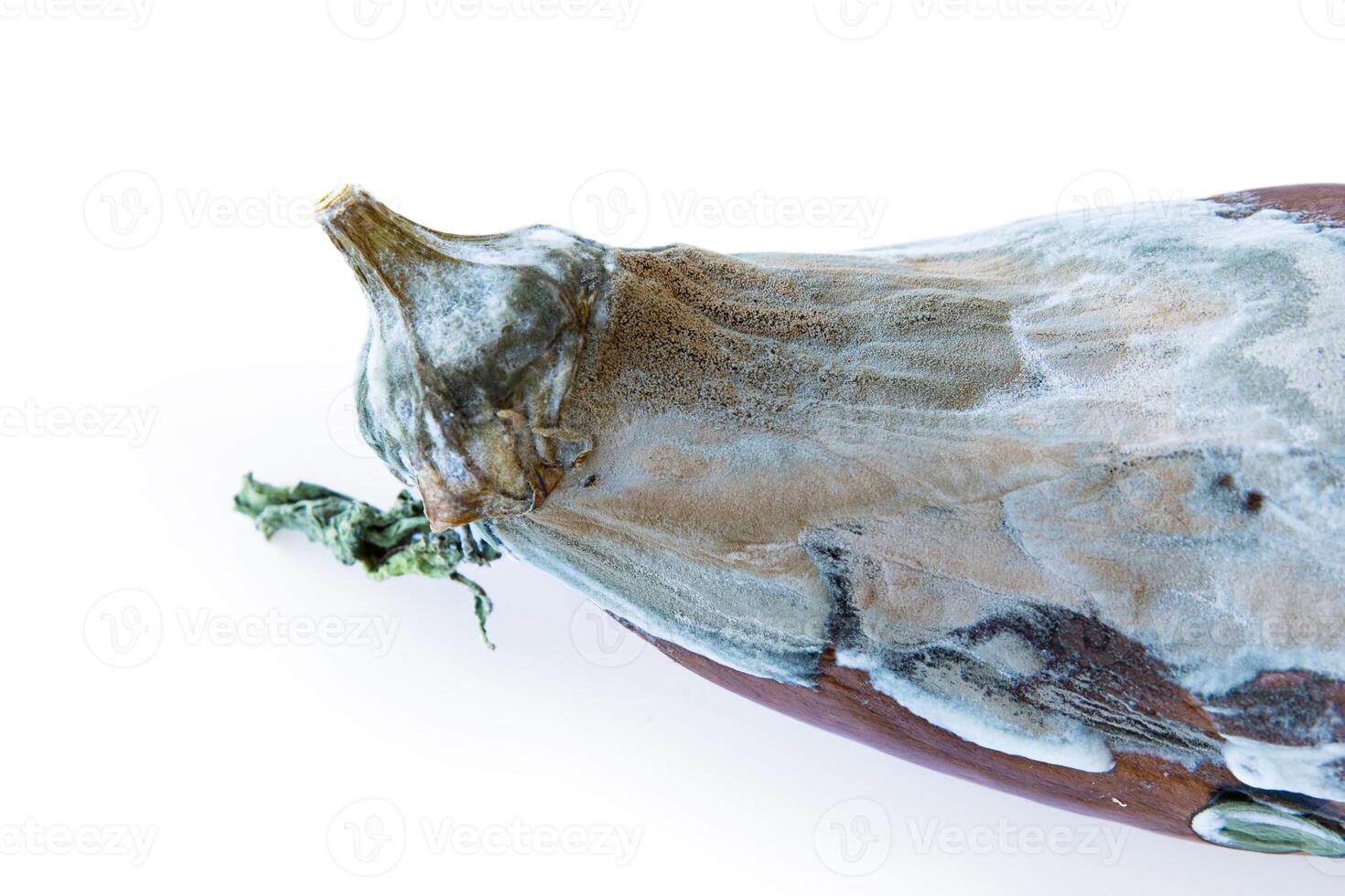 Detailed capture of the decaying eggplant covered in mold, highlighting the natural process of decomposition. Vegetable surface overtaken by white and grey fungal growth. Isolated on white background photo