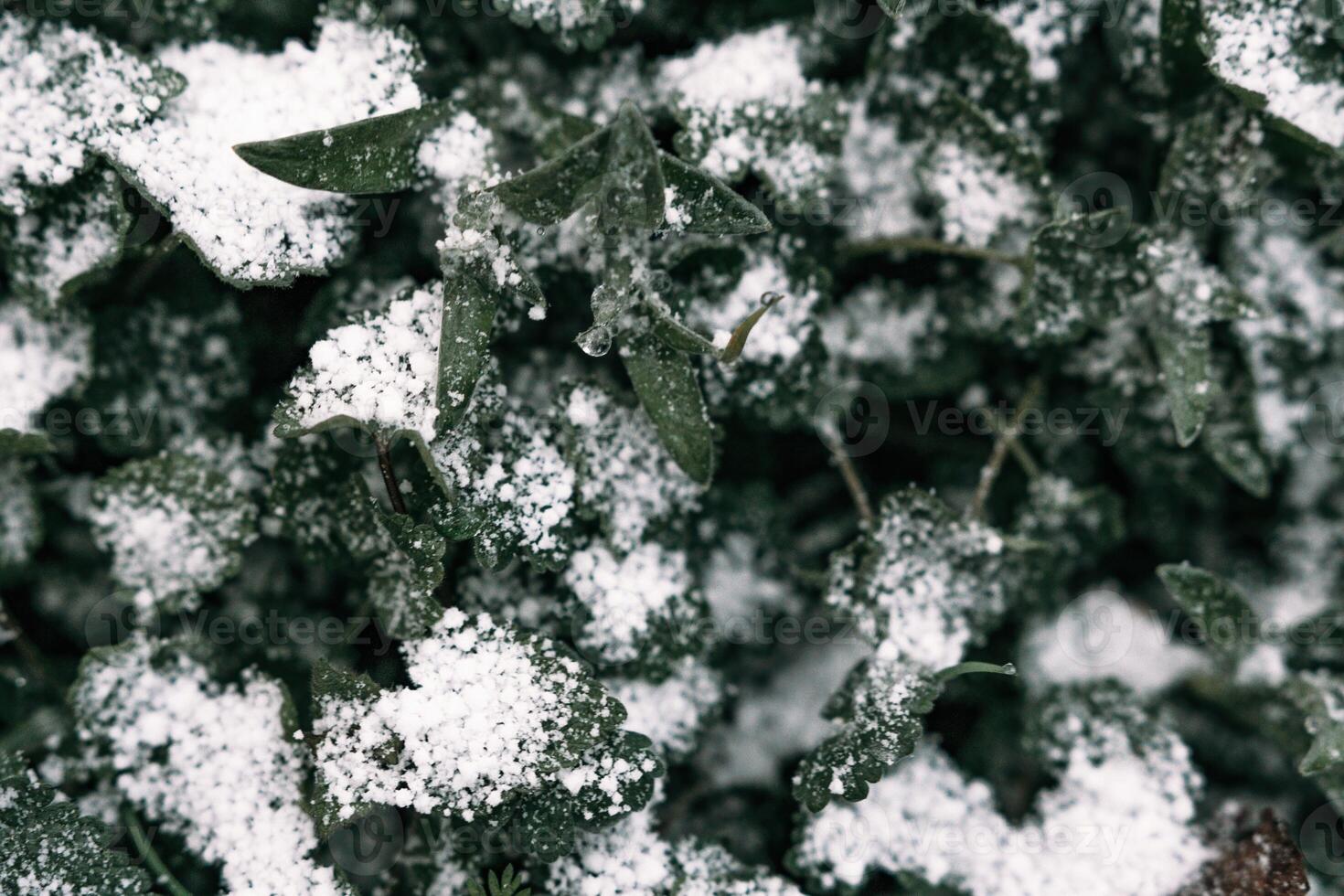 Selective focus. First snow on a frozen field plants, late autumn close-up. Beautiful abstract frozen microcosmos pattern. Freezing weather frost action in nature. Floral backdrop. photo