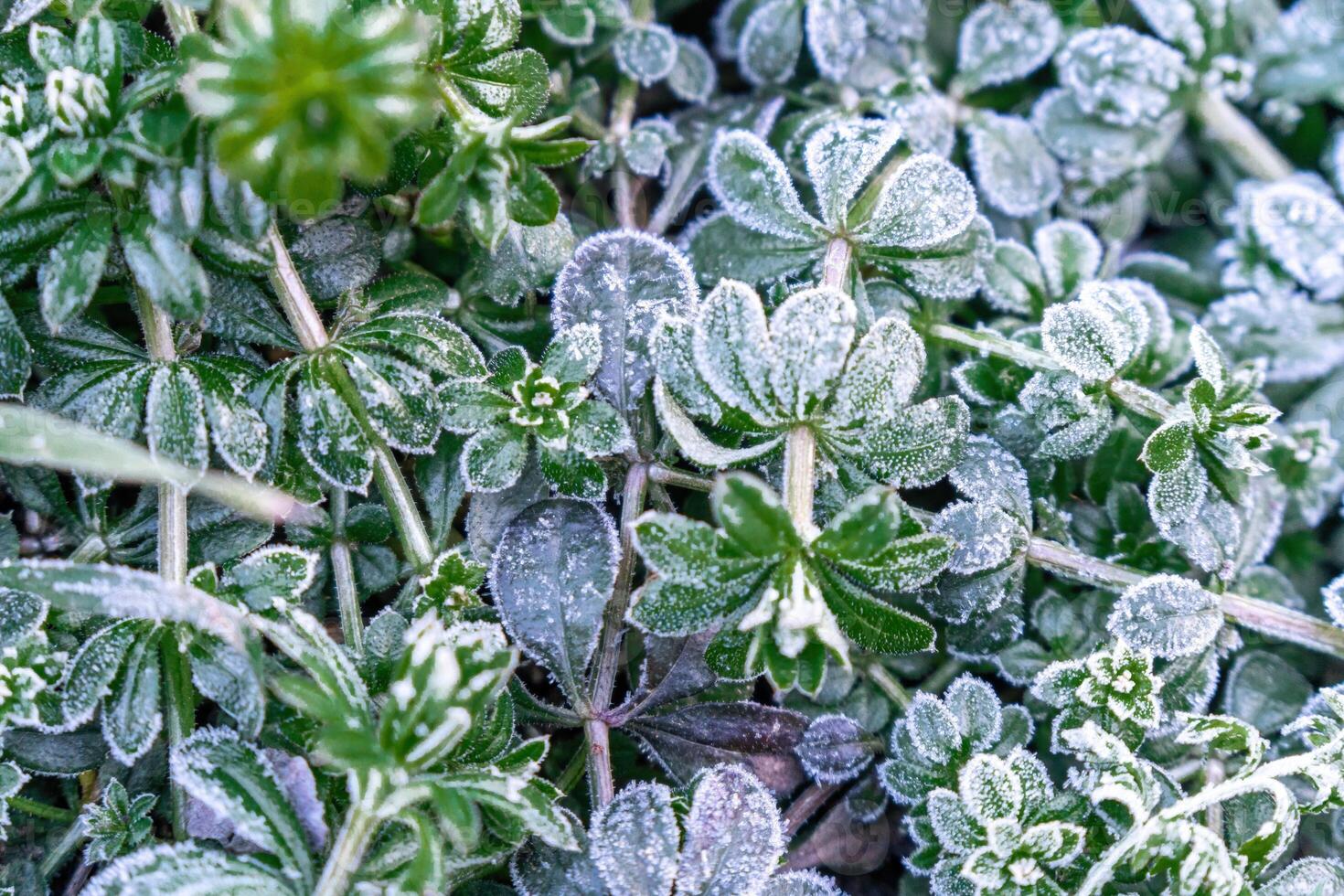 Selective focus. First frost on a frozen field plants, late autumn close-up. Beautiful abstract frozen microcosmos pattern. Freezing weather frost action in nature. Floral backdrop. photo