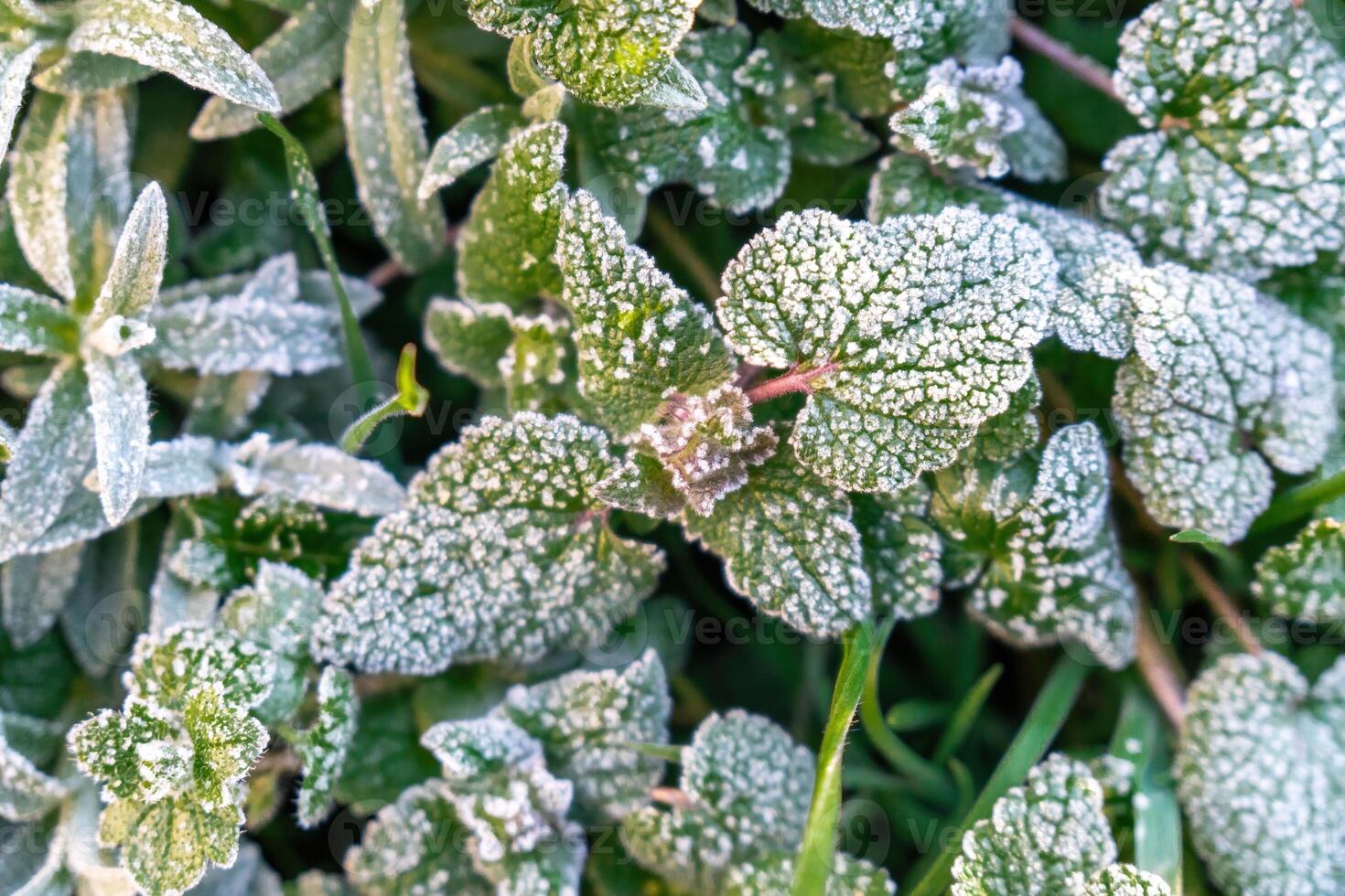 Selective focus. First frost on a frozen field plants, late autumn close-up. Beautiful abstract frozen microcosmos pattern. Freezing weather frost action in nature. Floral backdrop. photo
