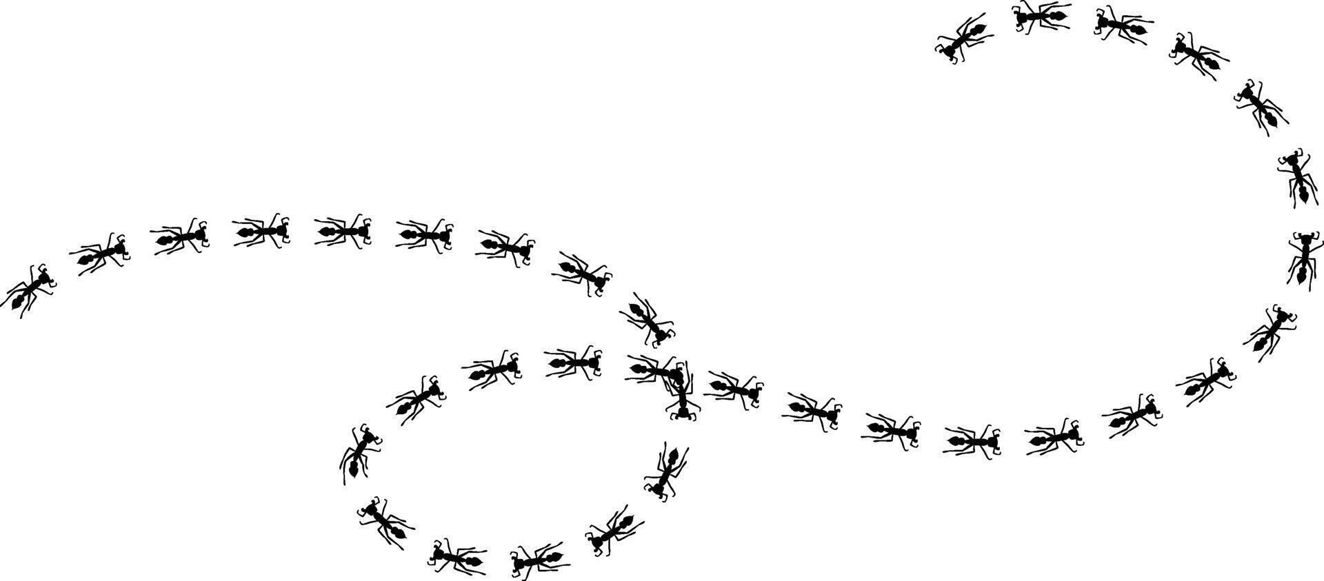 Swirl ant trail illustration. Insect path to the home. vector