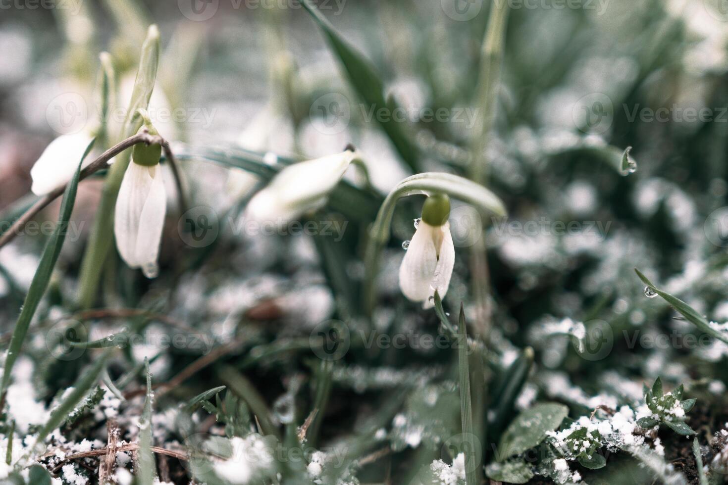 Selective focus. First snow on a frozen field plants, late autumn close-up. Beautiful abstract frozen microcosmos pattern. Freezing weather frost action in nature. Floral backdrop. photo