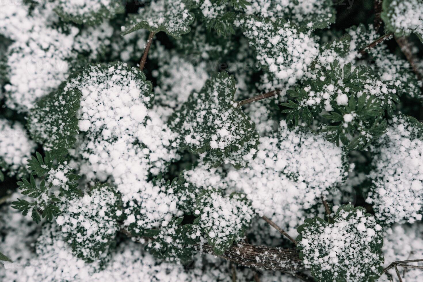 Selective focus. First snow on a frozen field plants, late autumn close-up. Beautiful abstract frozen microcosmos pattern. Freezing weather frost action in nature. Floral backdrop. photo