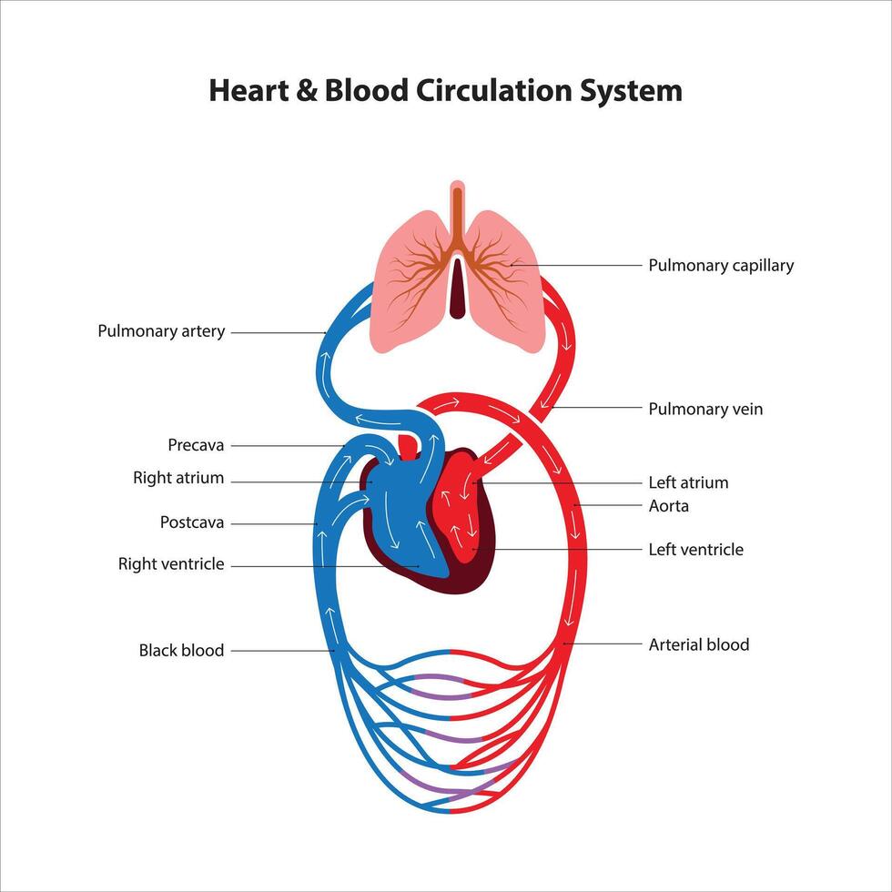 blood circulation system of human body vector