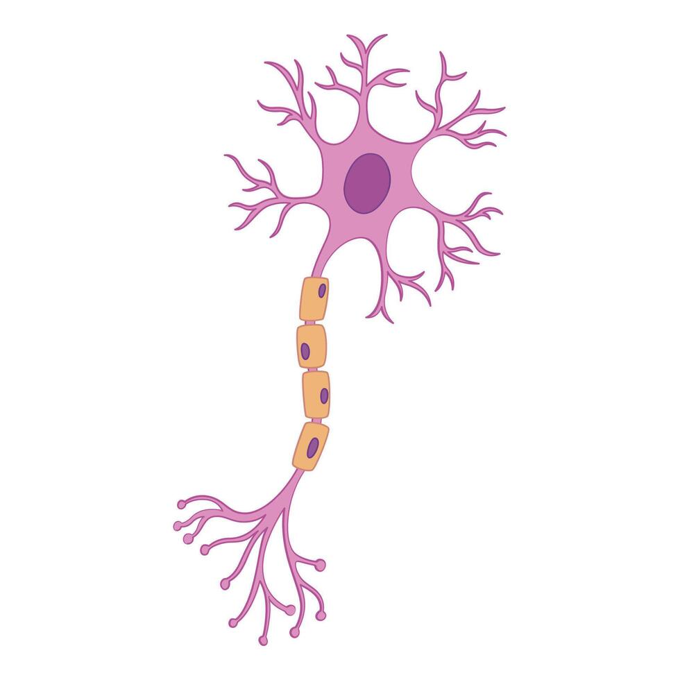 Human Brain Nerve Cell Illustration vector