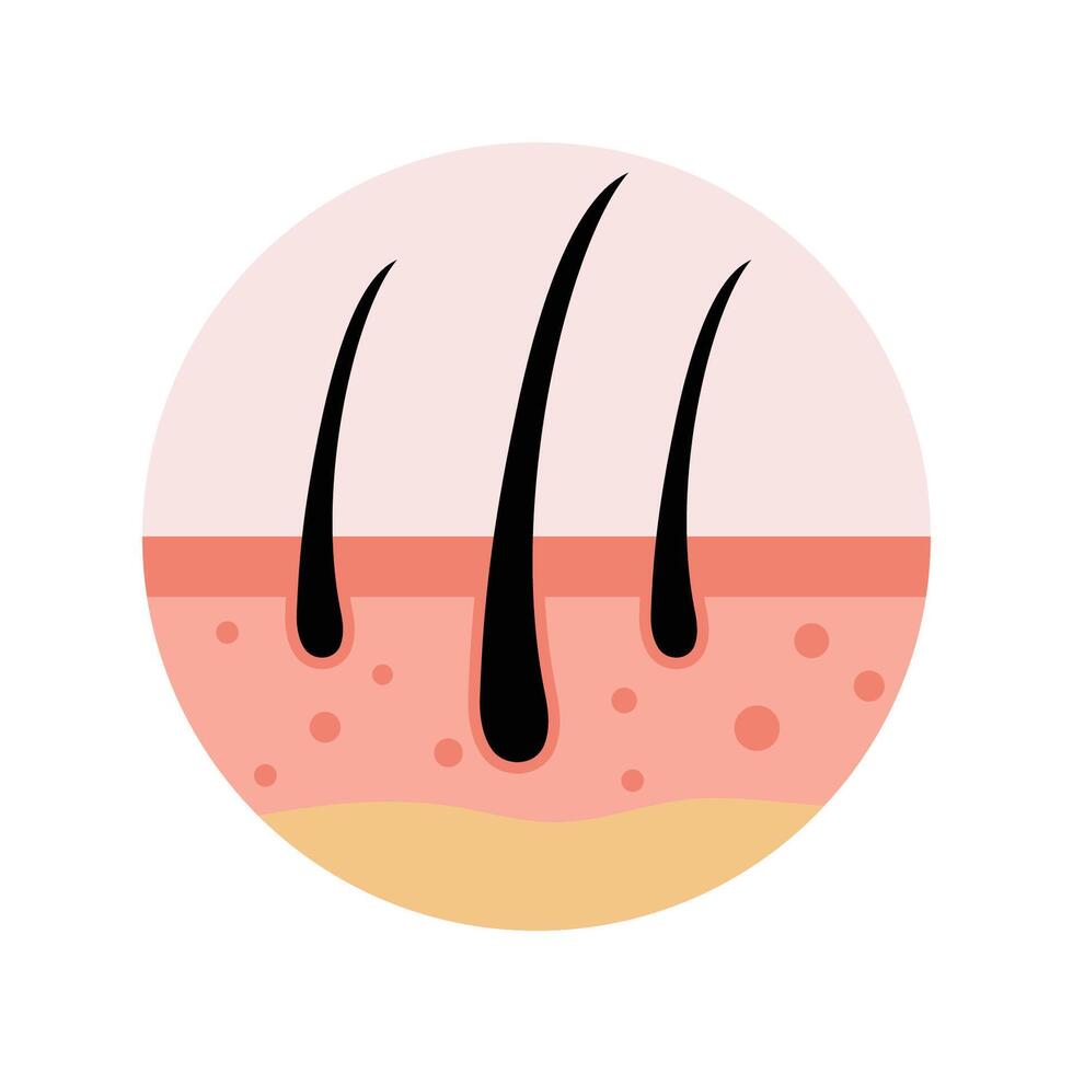 Hair Follicle Anatomy Infographic Illustration vector