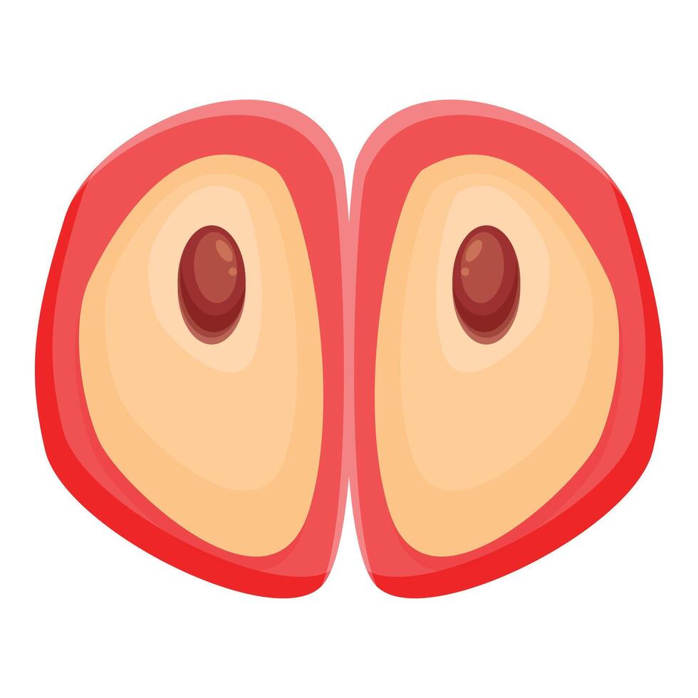 Red apple cut in half showing seeds inside vector