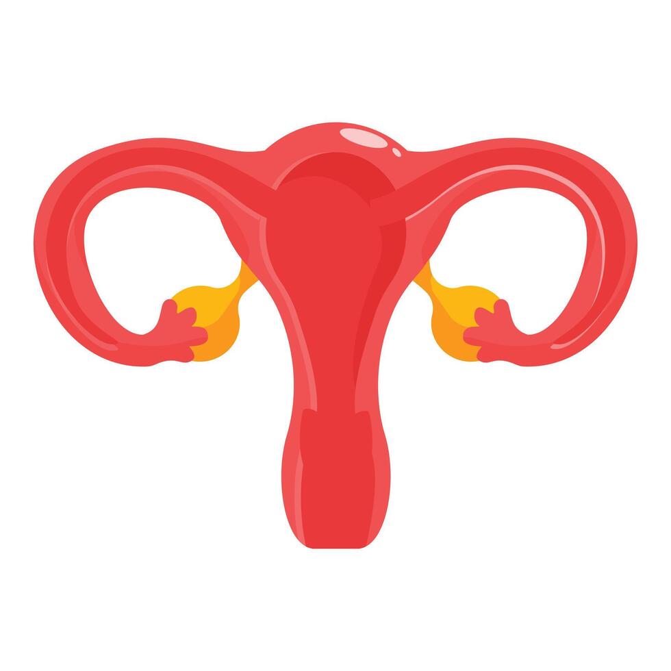 Illustration showing the organs of the female reproductive system vector