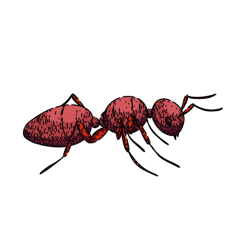 queen ant sketch hand drawn vector
