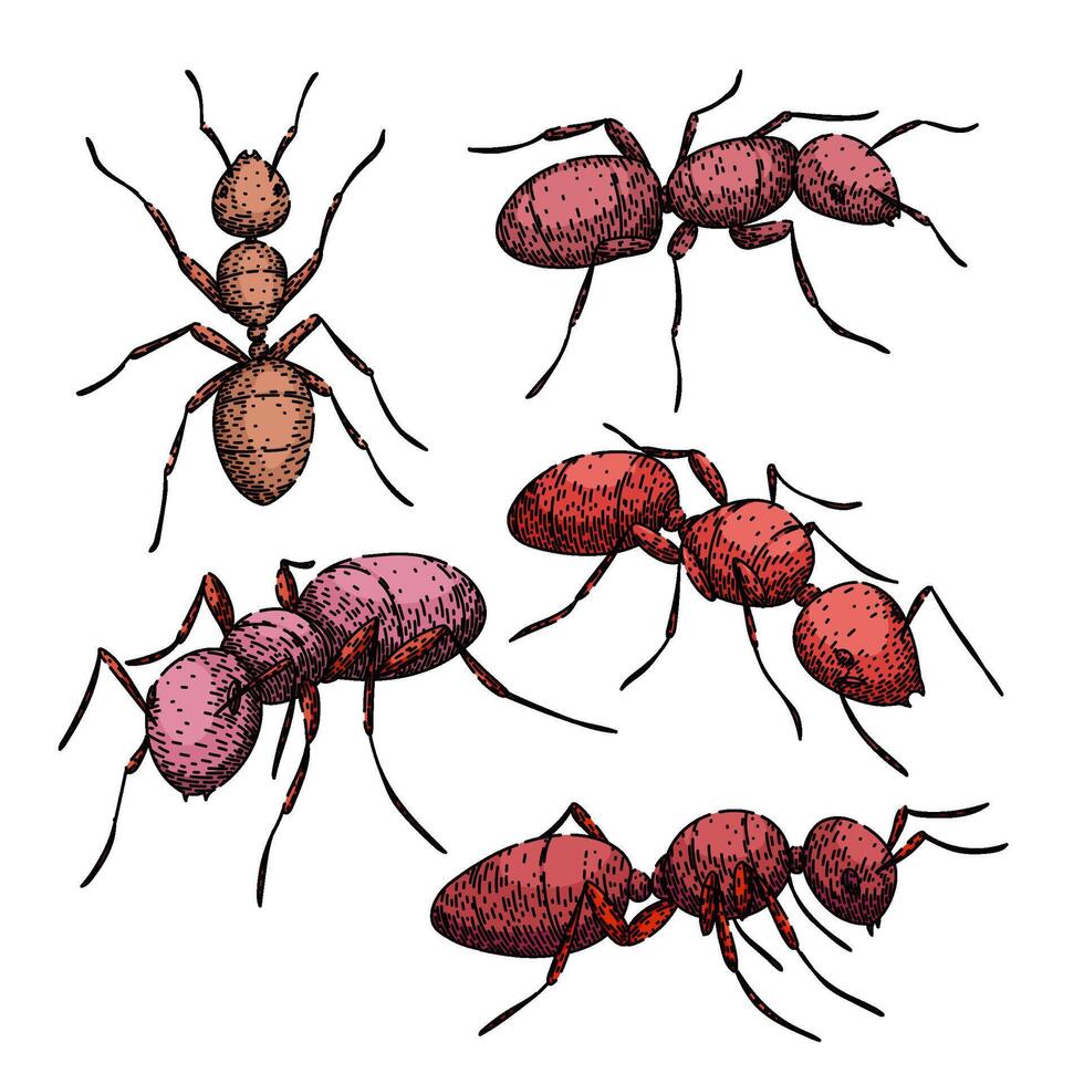 ant set sketch hand drawn vector