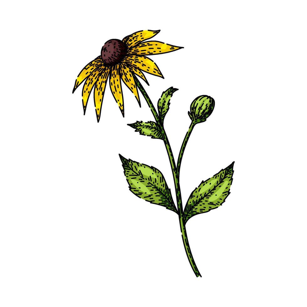 plant black eyed susan sketch hand drawn vector