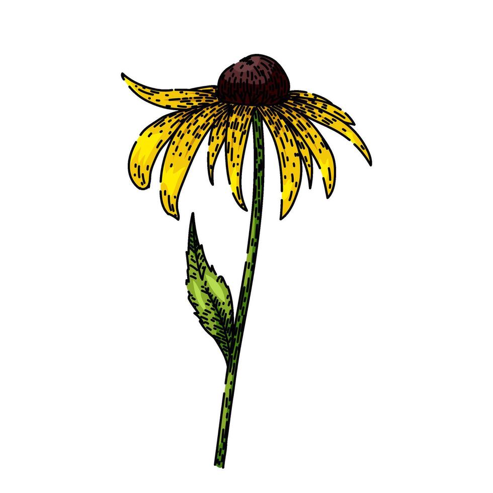 garden black eyed susan sketch hand drawn vector